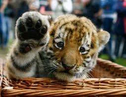 Tiger cub high five.webp