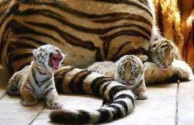 Tiger cubs.webp