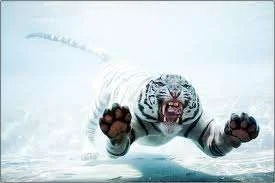 tiger.webp