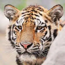 tiger.webp