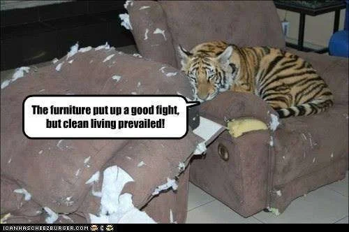 tigercouchfight.webp