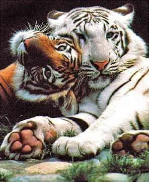 tigers.webp