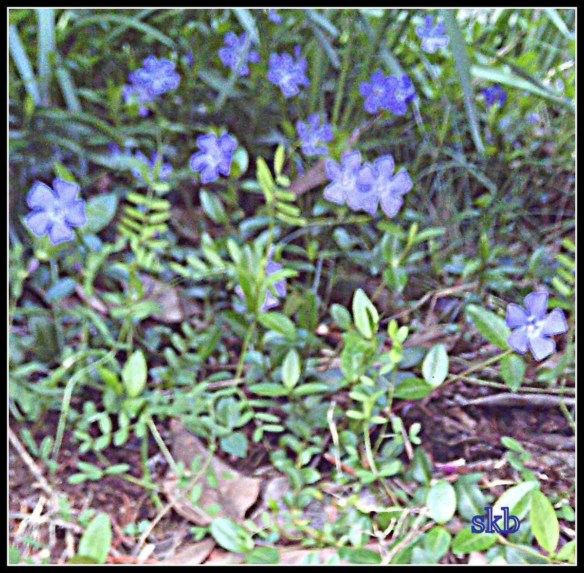 Tiny Blue Flowers.webp