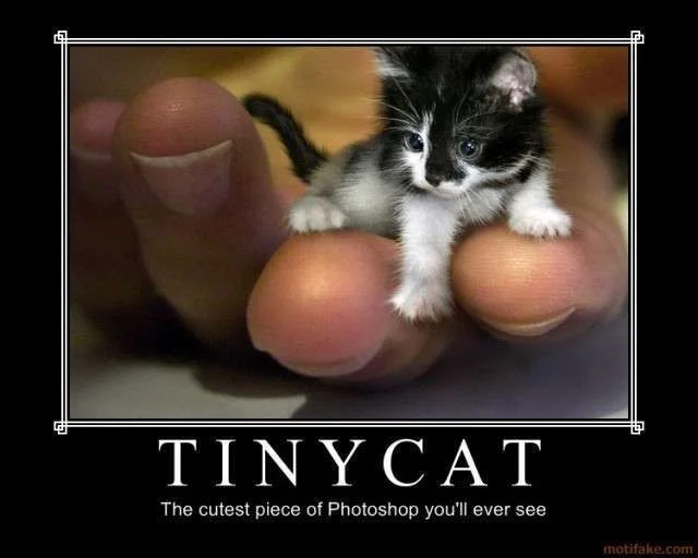 tiny-cat-demotivational-poster-1242352361.webp