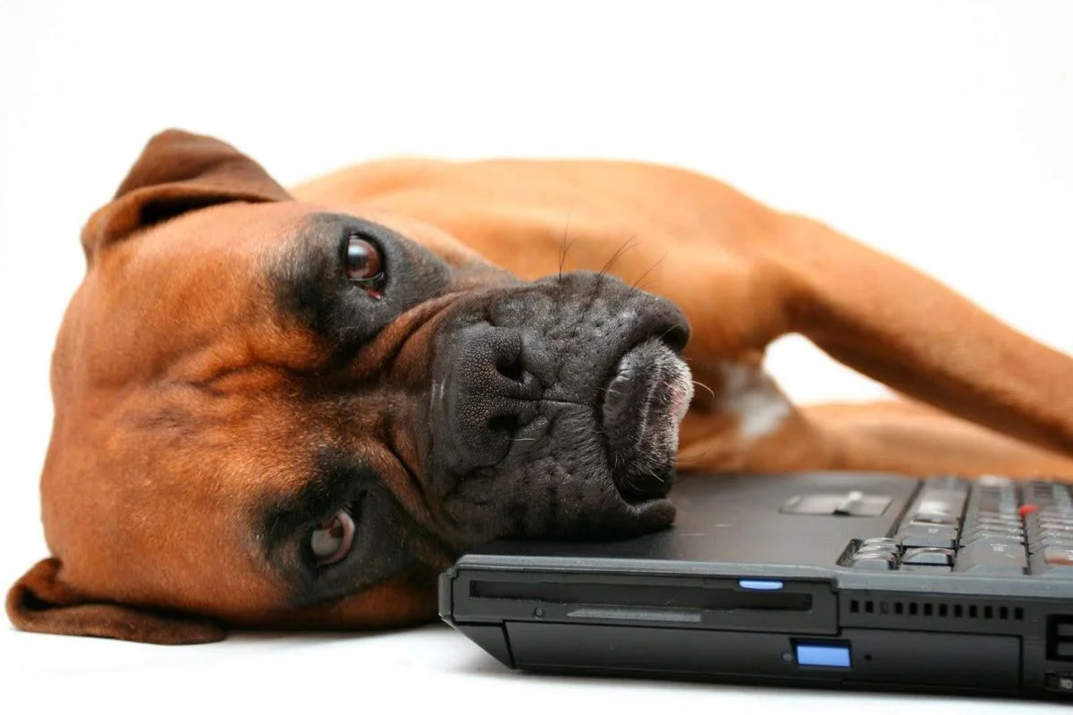 Tired Boxer.webp