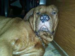tired dog.webp