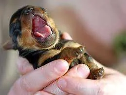 tired pup.webp