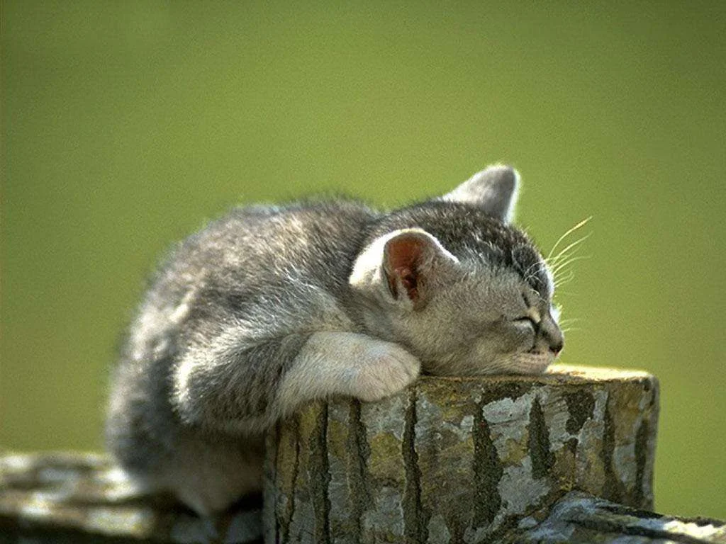 tired1.webp