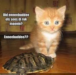 tortoise.webp