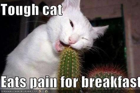 tough-cat1.webp
