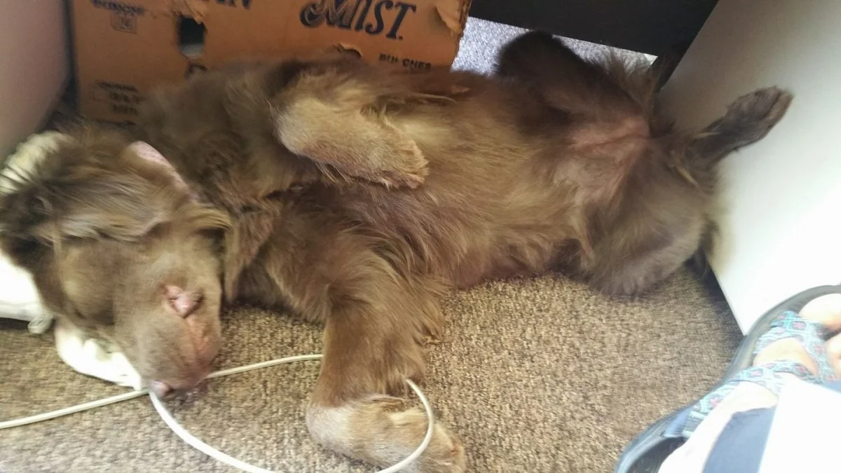 Tough Day at work Maddie.webp