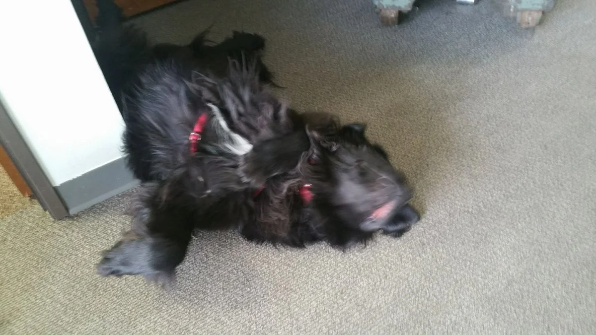 Tough day at work Moose.webp
