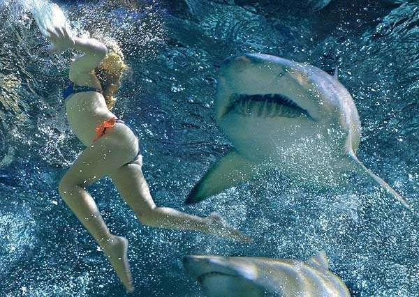 Treading water with sharks.webp