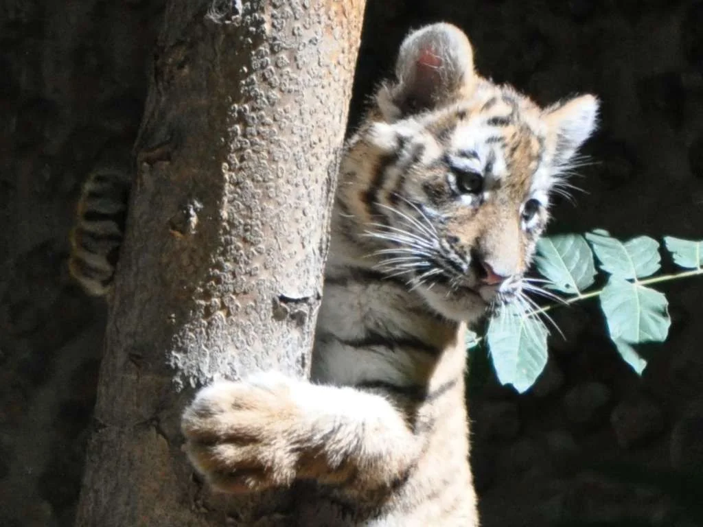 tree-hugging-baby-tiger.webp