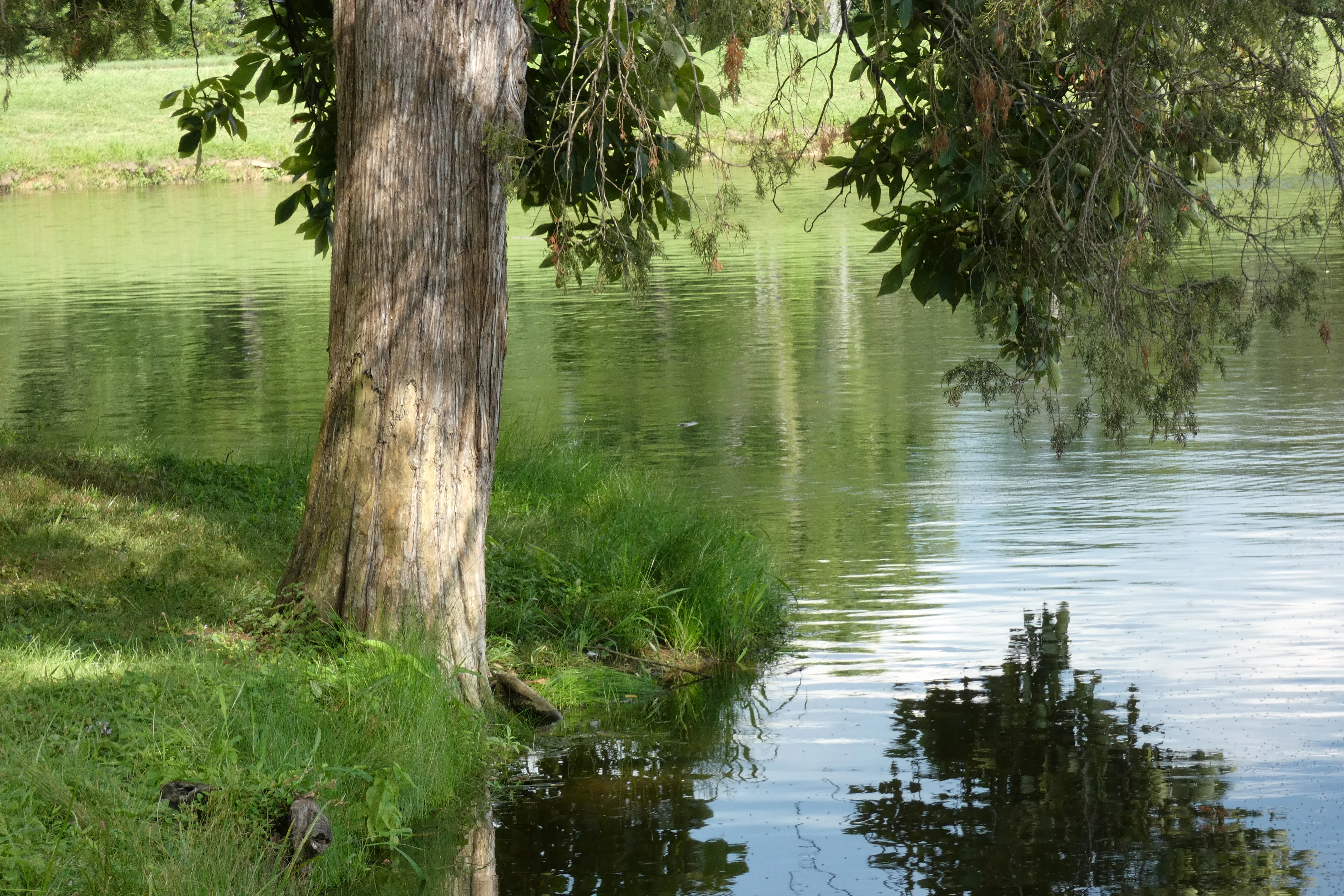 tree lakeside.webp