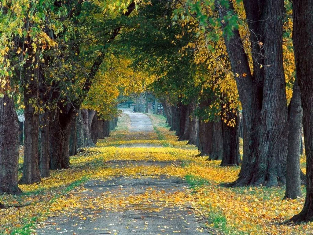 Tree-Lined_Roadway,.webp