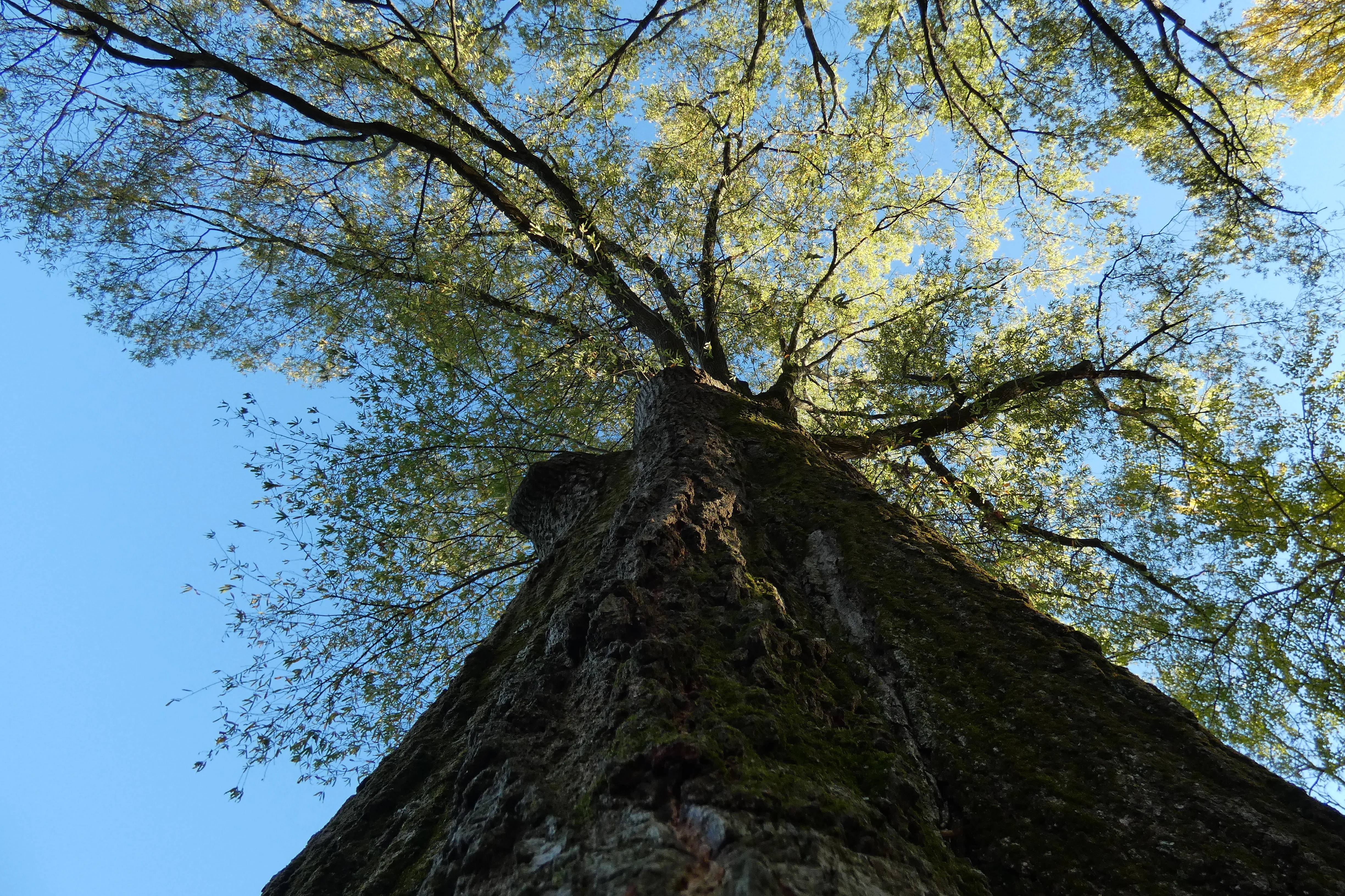 tree straight up_2.webp