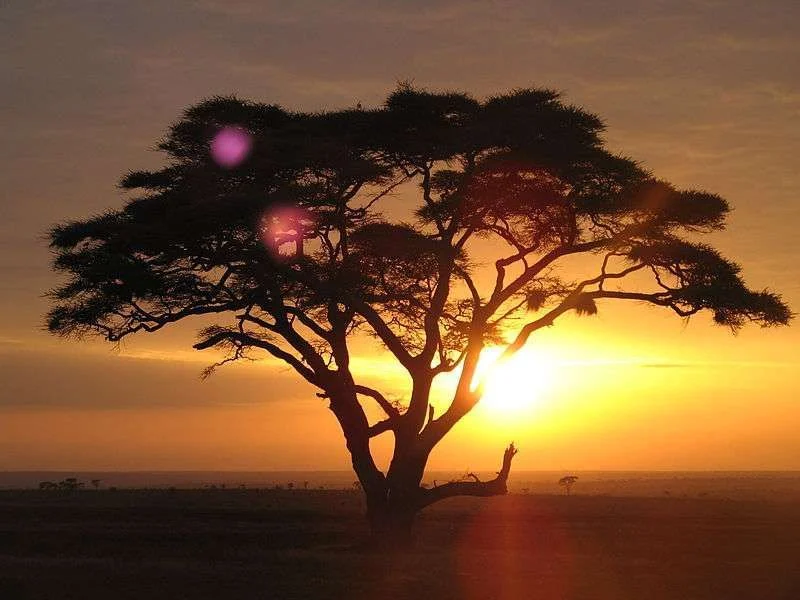 tree.webp
