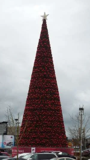 tree.webp