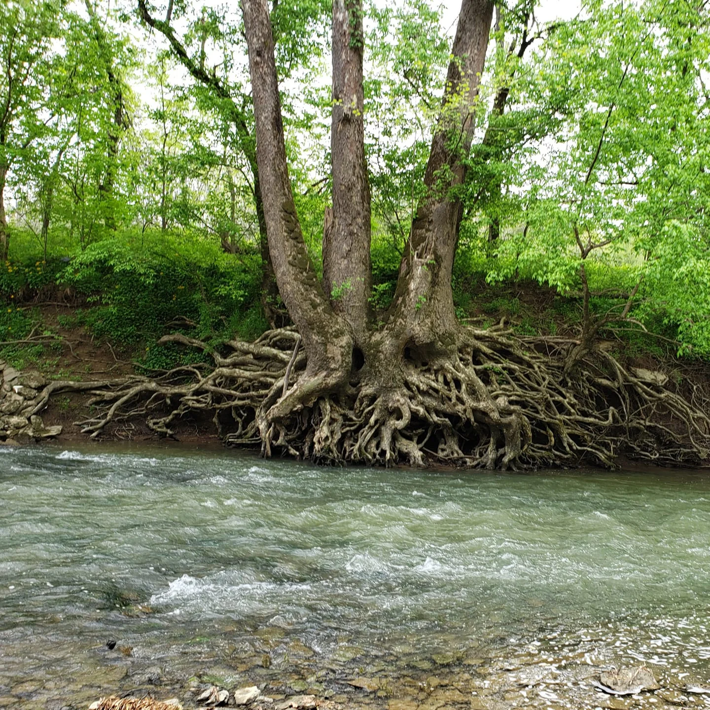 Tree.webp