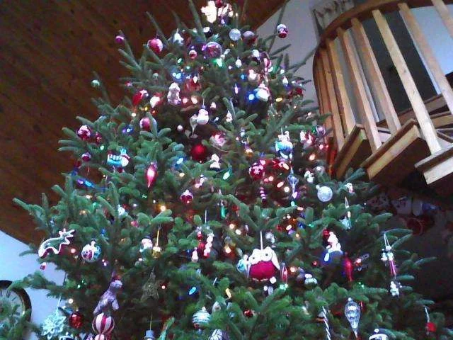 Treefrombottom.webp