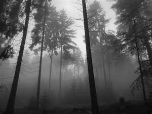 treephoto3.webp