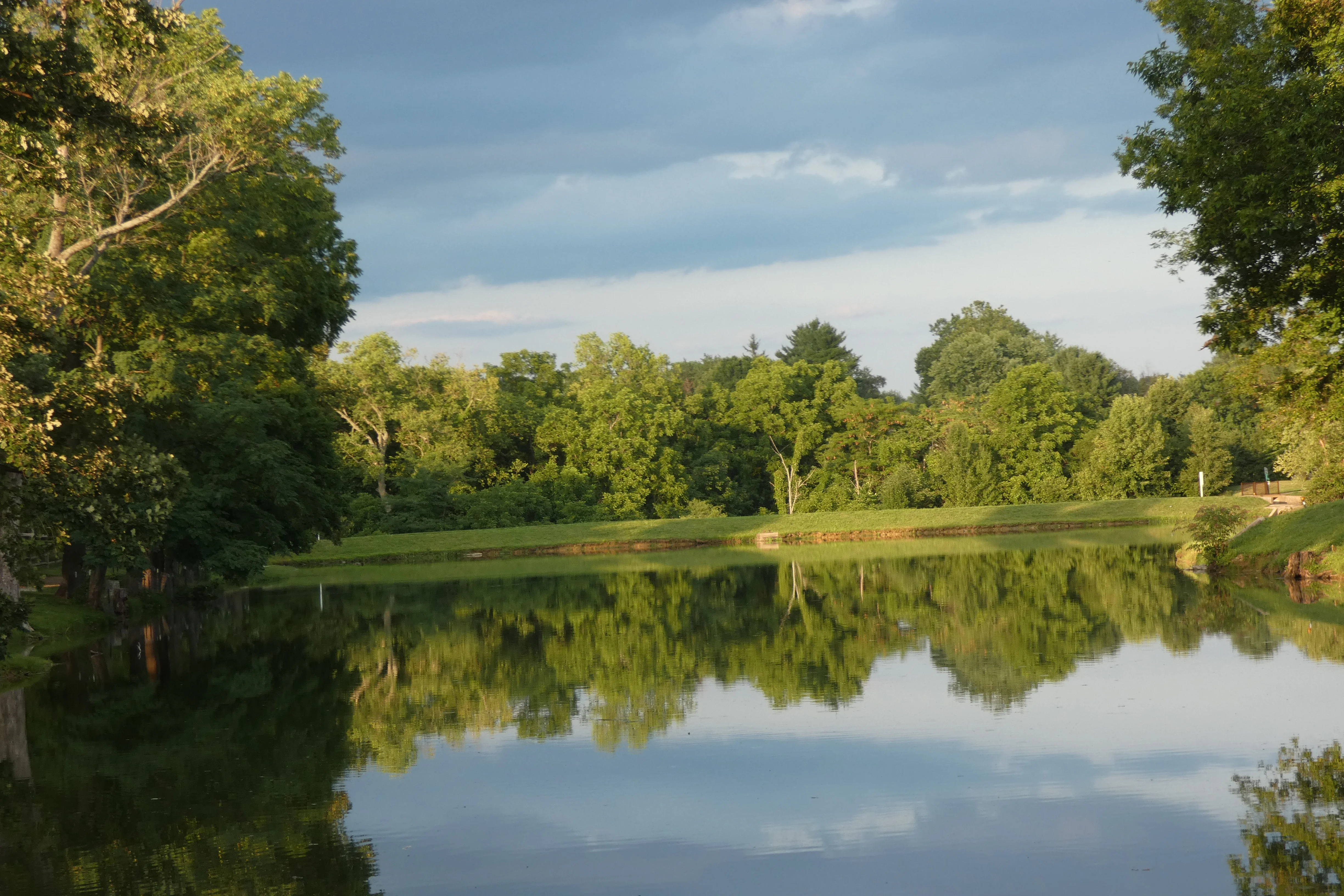 trees and reflection_2.webp