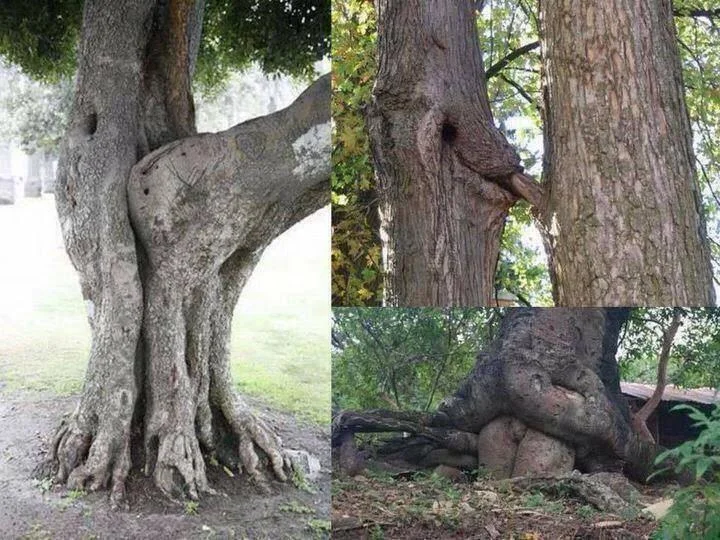 Trees getting it on.webp