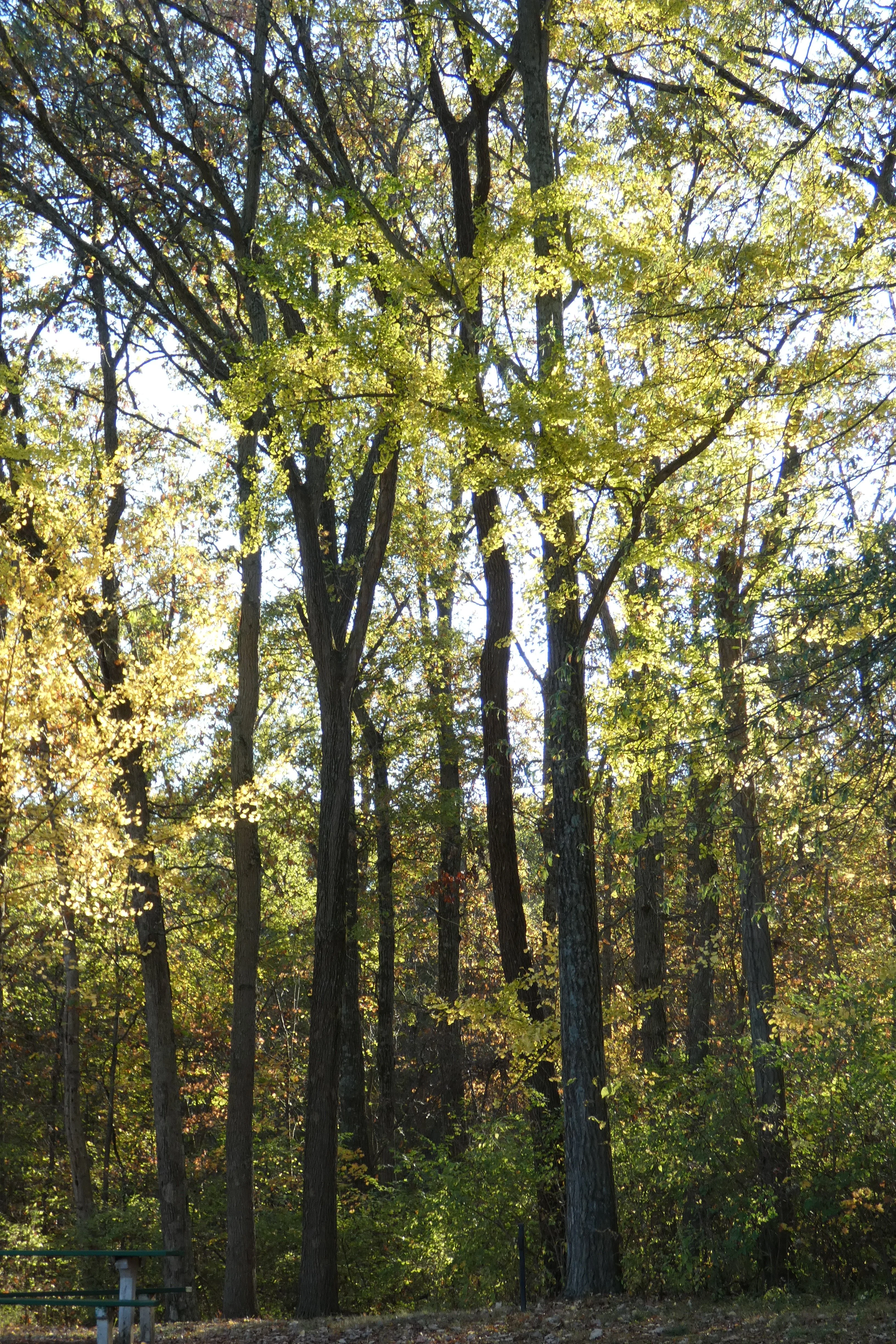 trees MAF Samhain.webp
