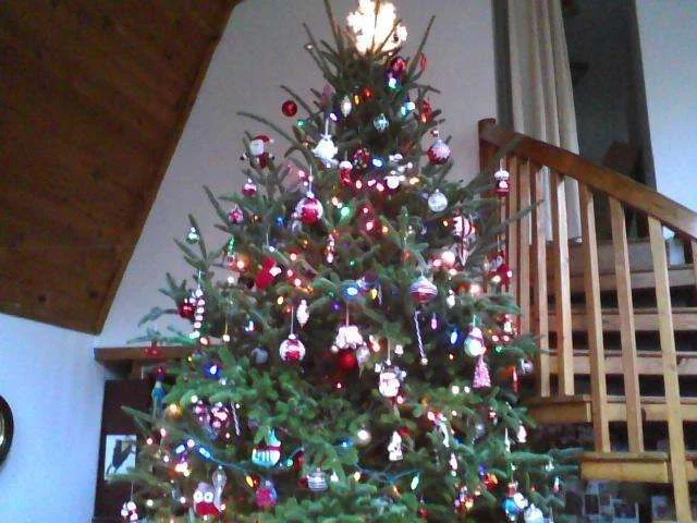 Treetop.webp