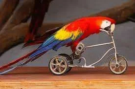 Tricycle.webp