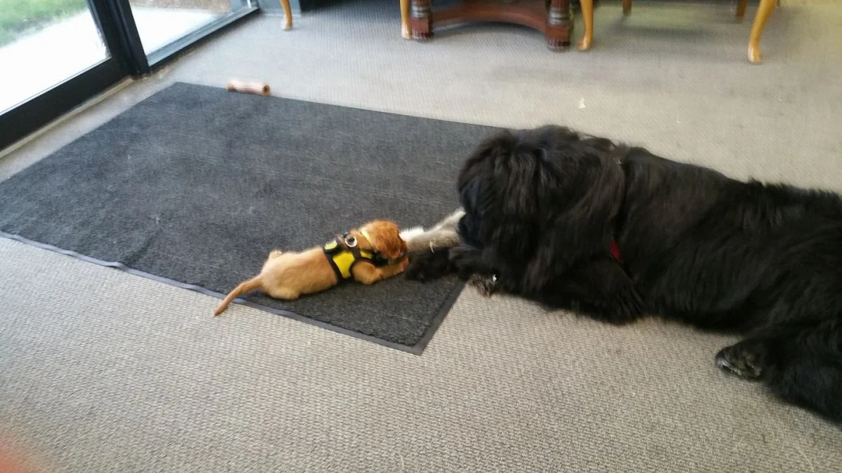 Tug of War.webp