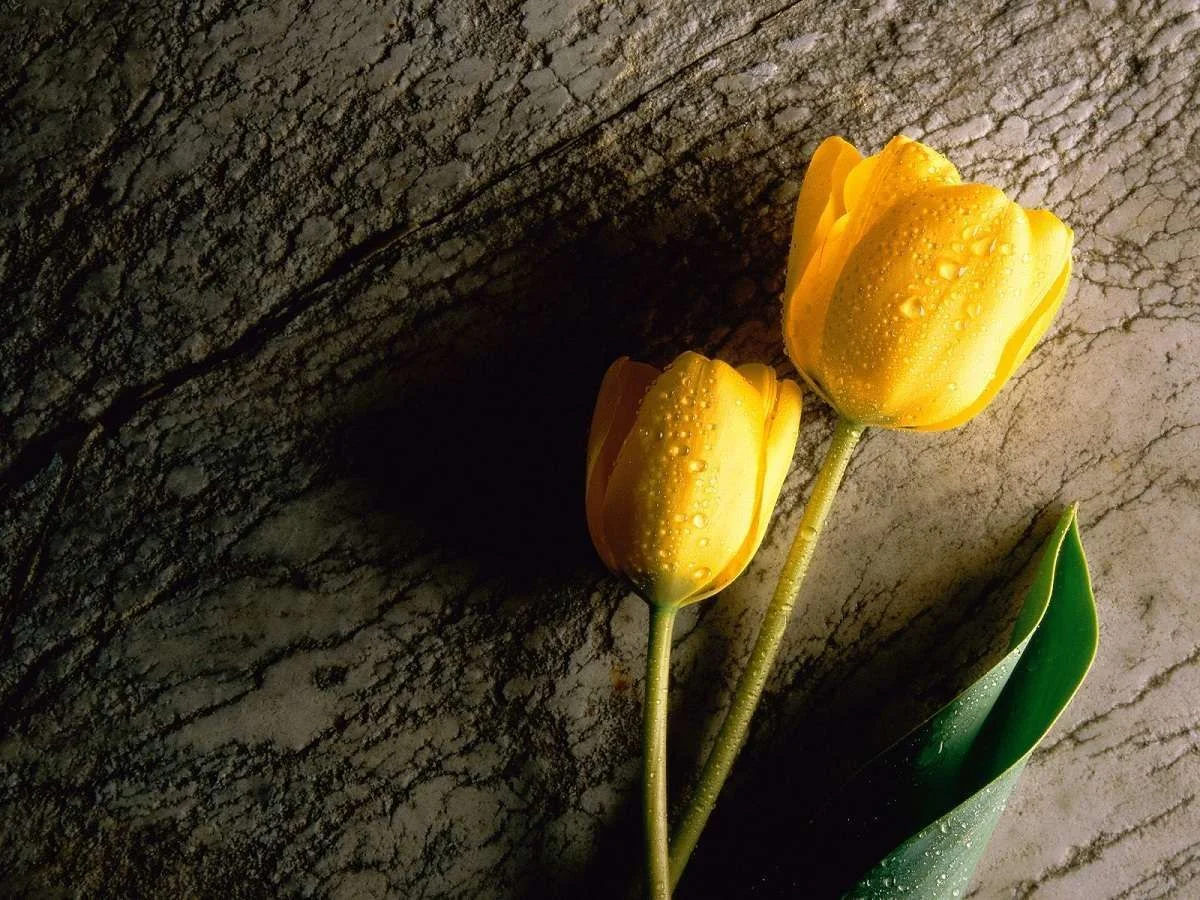 Tulips.webp
