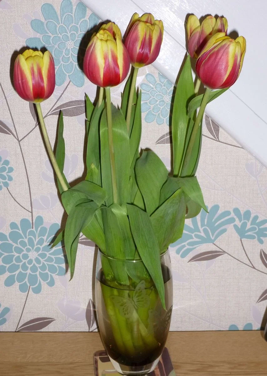 Tulips.webp