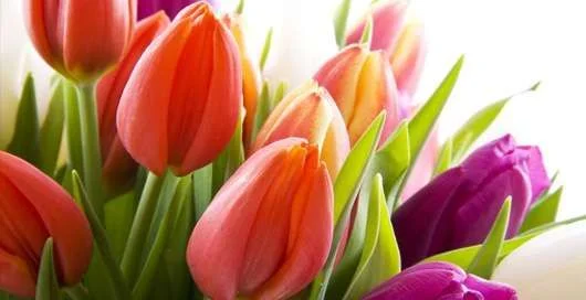 tulips.webp
