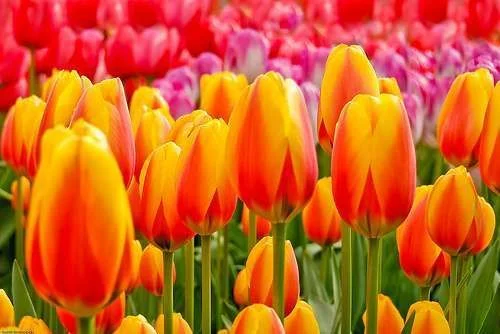 tulips7.webp