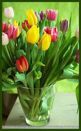 TulipSplashOfColor 01 framed[2].webp