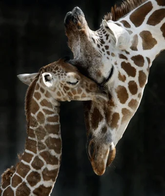 tumblr_lm9bjtilL11qhhn0go1_500_large.webp