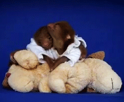 tumblr_m0gdh1JVg31rpulkmo4_250.gif