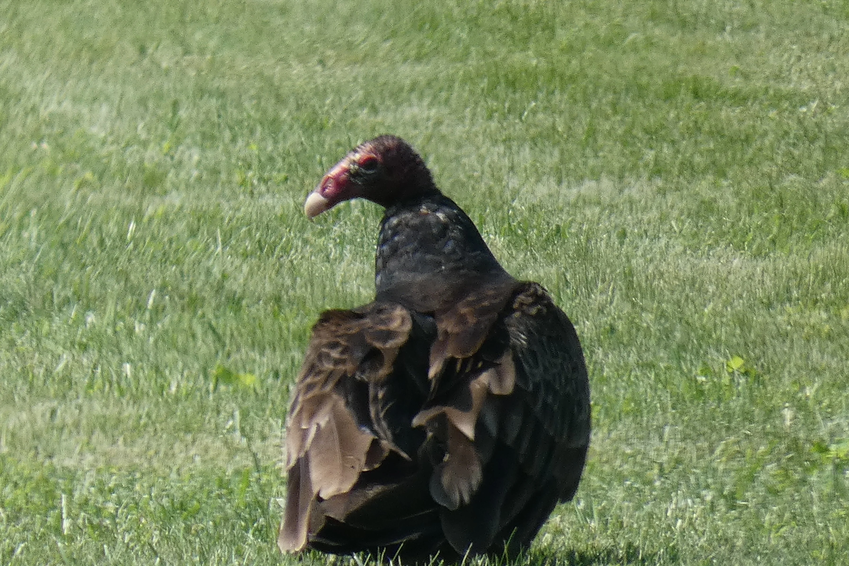 Turkey Vulture.webp