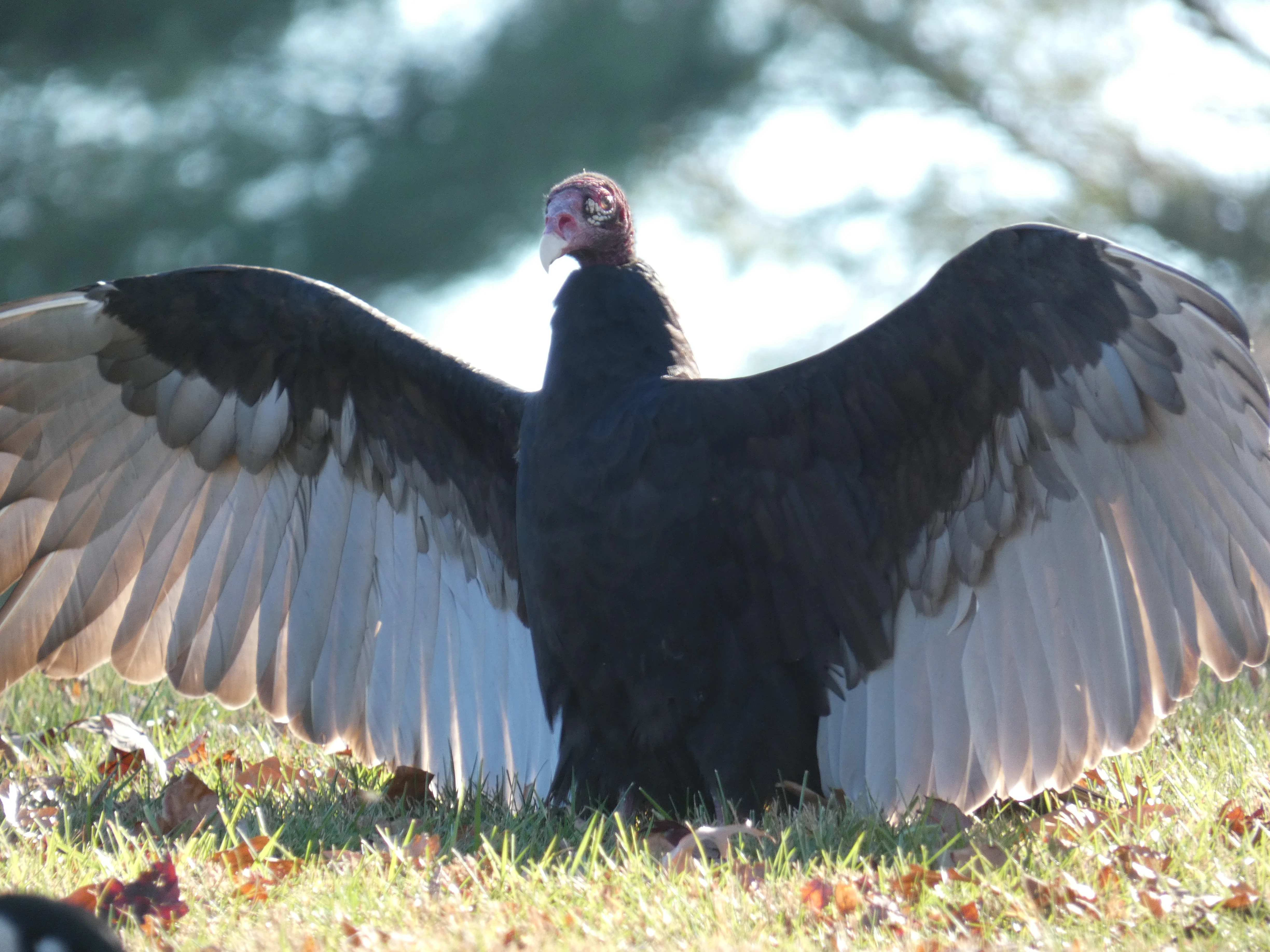 Turkey vulture wings spread.webp