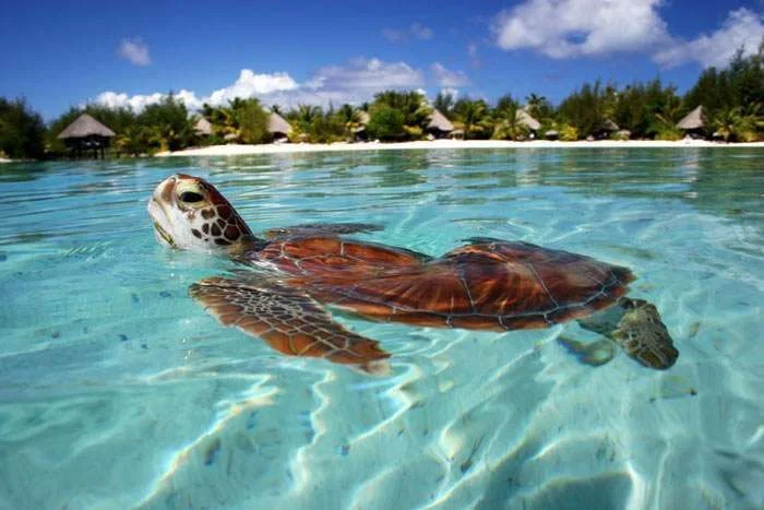 turt4.webp
