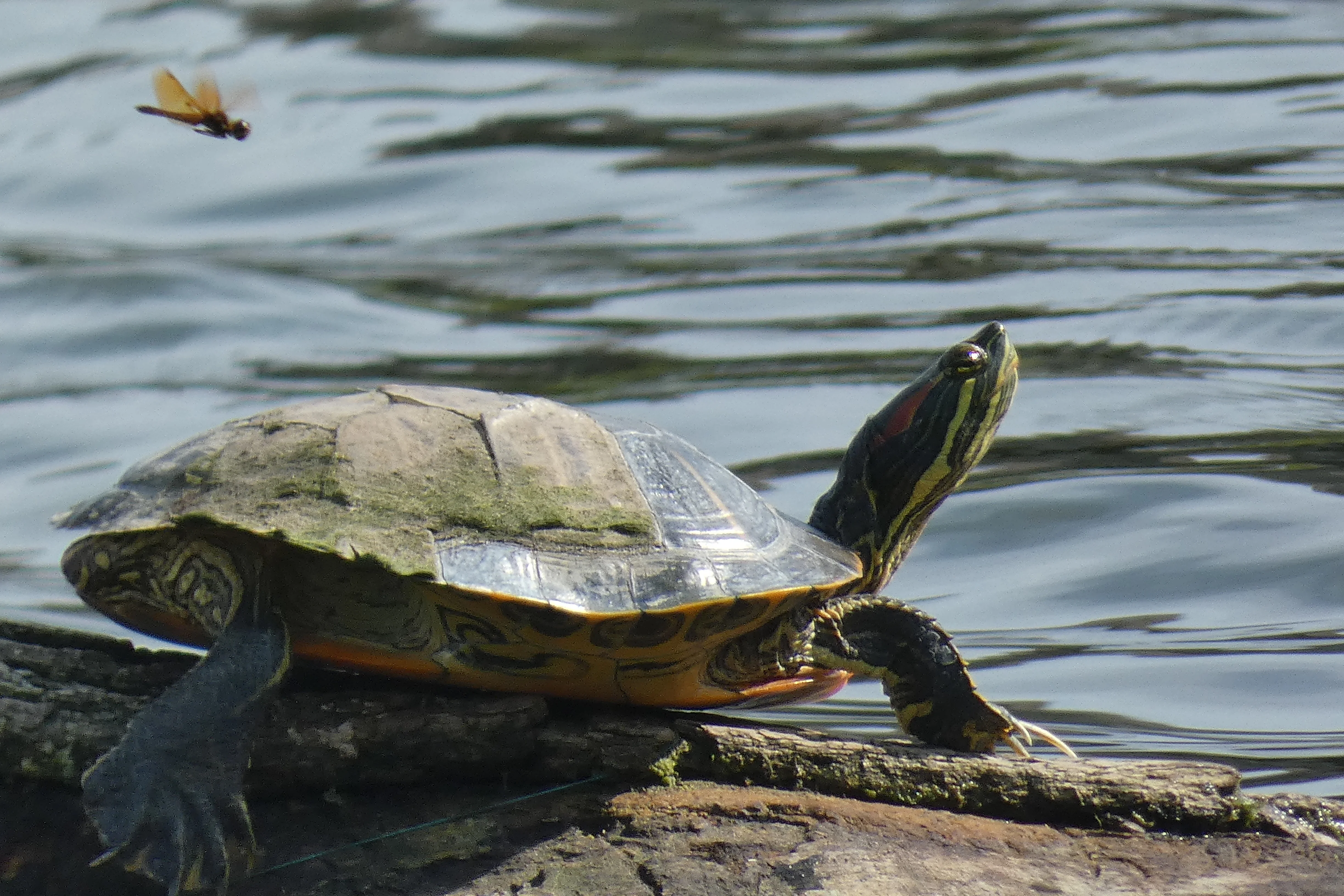 turtle and amberwing.webp