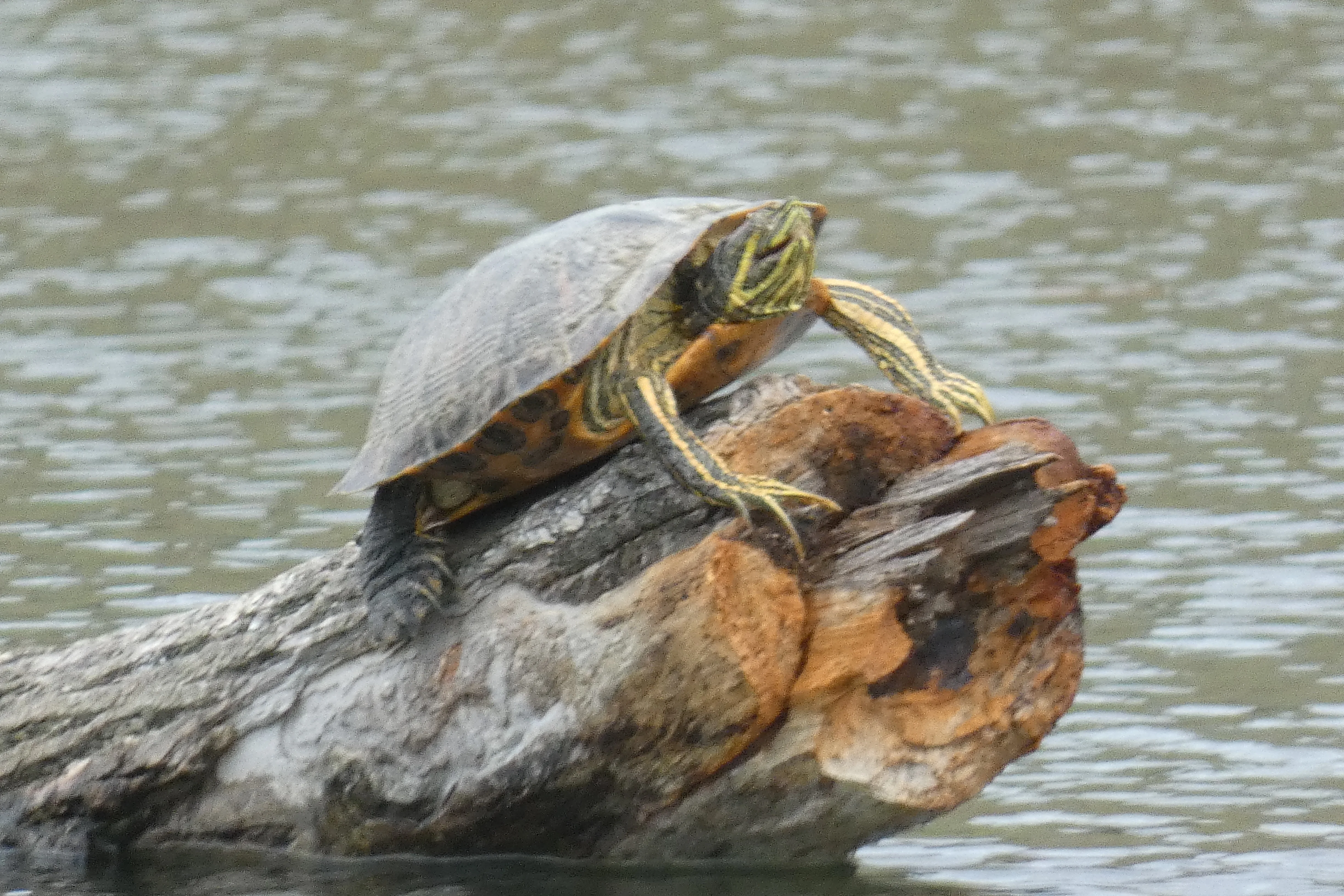 turtle on log.webp