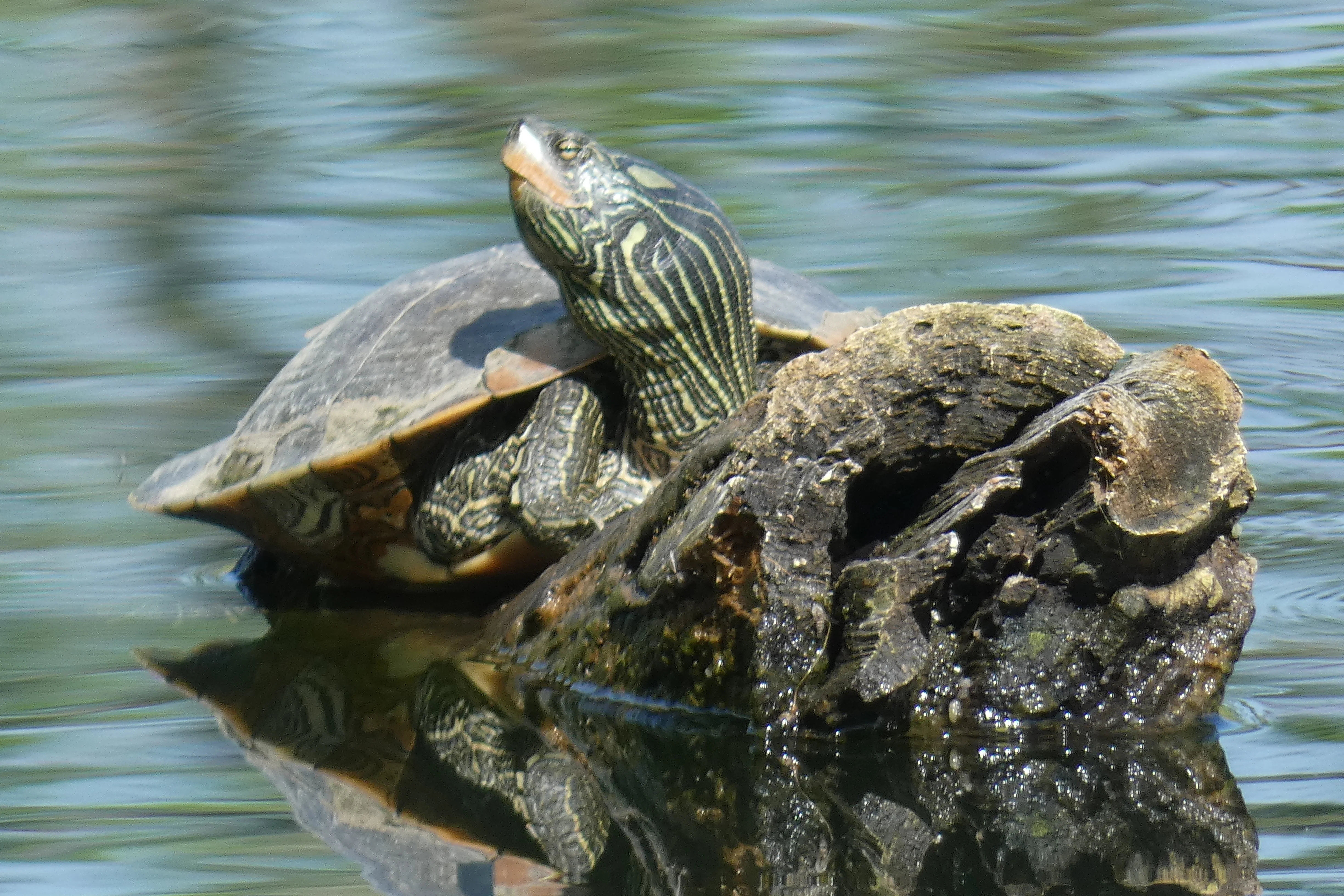 turtle on log_2.webp