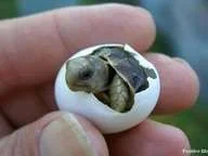 turtle.webp