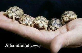 Turtles.webp