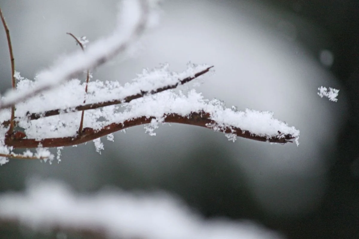twig snow flake.webp