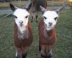 twins.webp