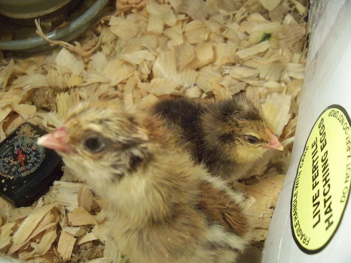 two chicks.webp